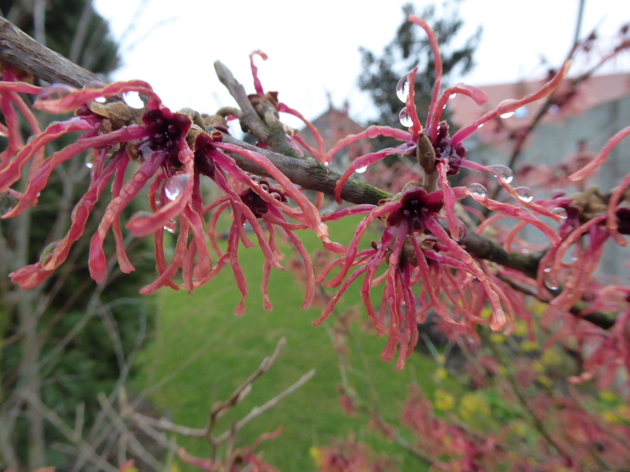 Hamamel červený ‘Diane’ 